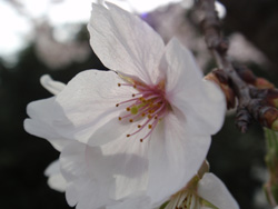 運動公園桜5