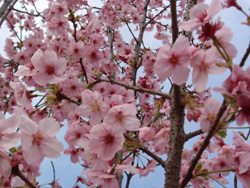 運動公園桜8