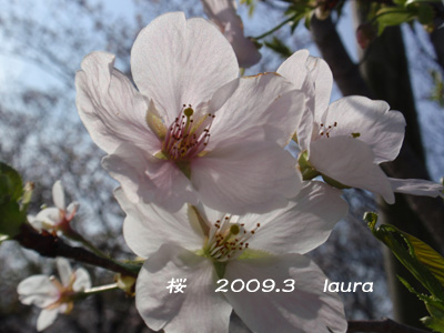 運動公園桜アップ1