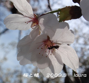 運動公園桜と蟻1