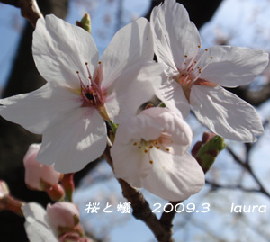 運動公園桜と蟻2