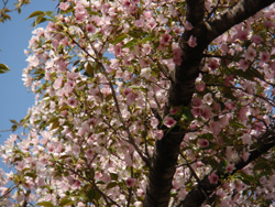 運動公園桜満開1