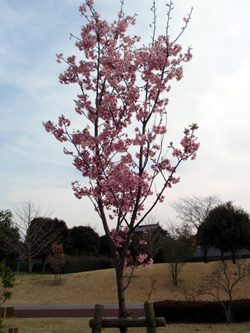 運動公園桜縦