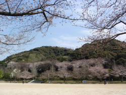 運動公園桜並木1