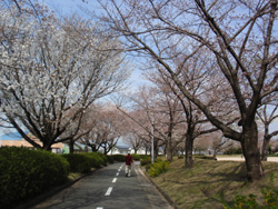 運動公園桜並木2