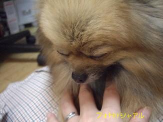 画像 753.jpg主人の腹の上２.jpg