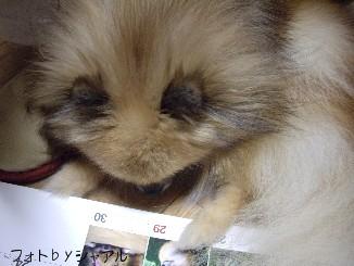 画像 825.jpg365日カレンダー３.jpg