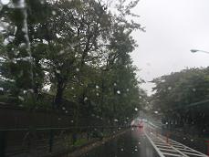 雨の青山墓地.jpg