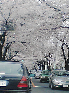 桜ばかり