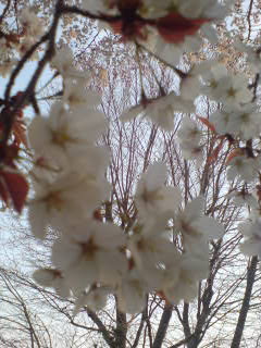 桜2008