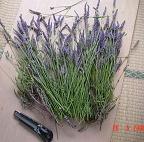 ラベンダー2