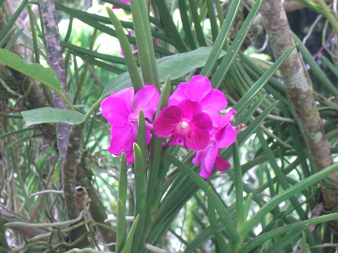 20070116　National Orchid Garden　樹上の蘭.jpg