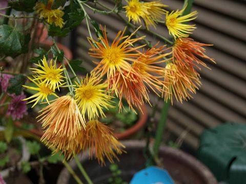 20061126嵯峨菊.jpg