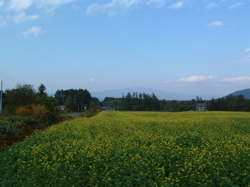 180菜の花