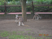 ぴょん、ぴょん、元気なカンガルー組だよ！