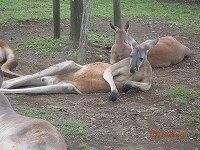 ぐだ～、だら～、哀愁カンガルー組さ・・・。