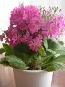 さくら草＊