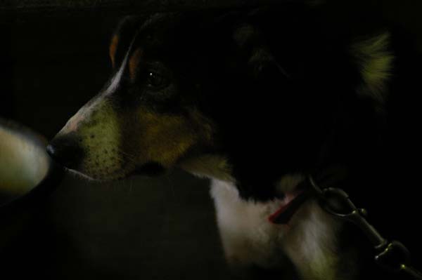 inu1