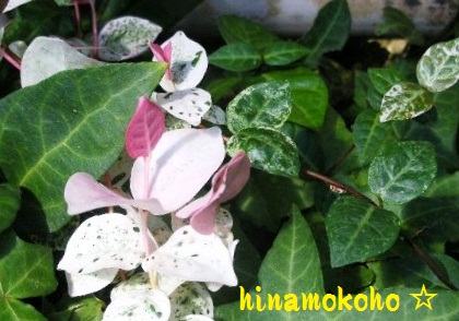DSCN7595.JPG
