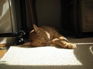 日陰でグッスリ