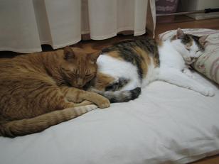 枕お借りします