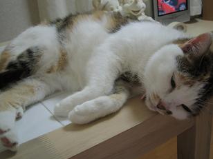 ぺっちゃんのテーブルベッド１