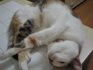 ぺっちゃんのテーブルベッド２