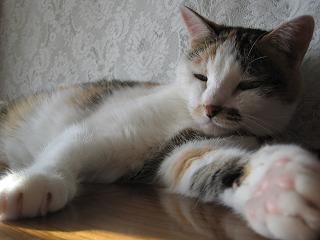 暑いけど元気だよ