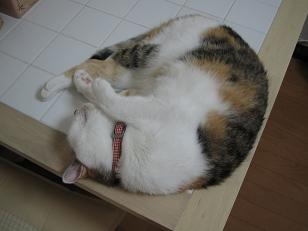 ぺっちゃんのテーブルベッド３