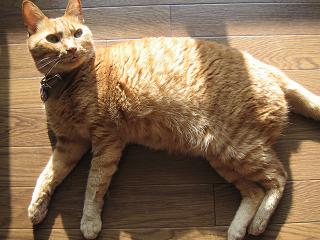 暑くても日向ぼっこは欠かせない