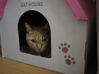 ボクはハウスで