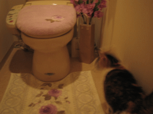 おトイレでウロウロしているペティちゃん