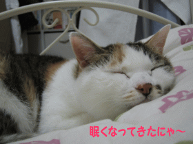 眠いにゃ～