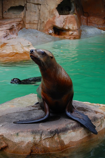 Sea Lion