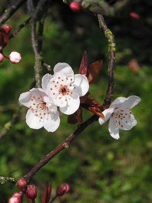 春はもうすぐ、かな？