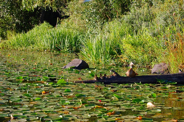 Ｄｕｃｋ　の親子