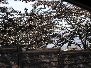 黒い雨が降ったよう