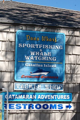 Dana Wharf Sportfishing Whale Watching