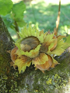 実の外はこんなのに覆われているんです、お花みたいでしょ？