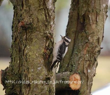 Downy Woodpecker セジロコゲラ