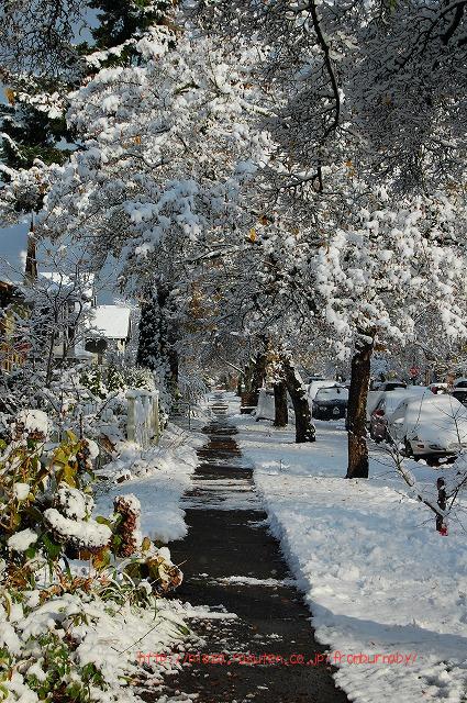 雪の朝