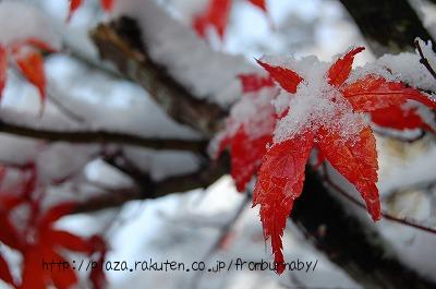 雪の紅葉