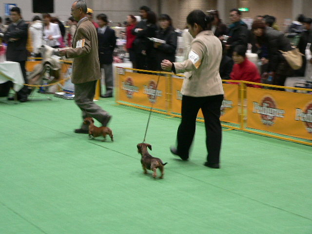 boa単犬種１