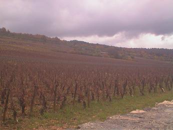 Montrachet02.JPG