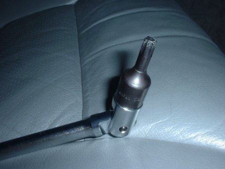 トルクス(借り物).JPG