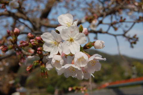 sakura