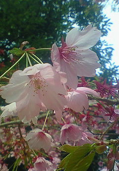 松山城の桜