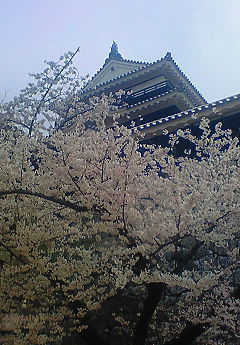 松山城天守閣＆桜