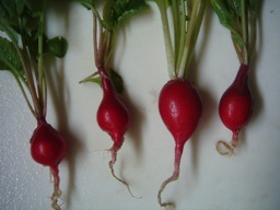 radish5.28.JPG