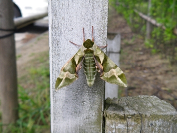 20100509moth.JPG